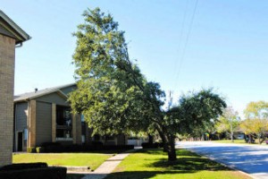 Oncor tree trim by Rodger Mallison for Fort Worth Star-Telegram